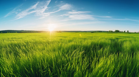 Beautiful grassland at summerの素材