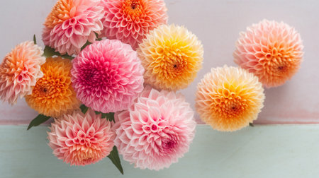 Beautiful colorful dahlia flowersの素材