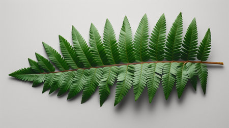 single fresh fern leaf isolatedの素材