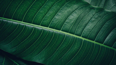 abstract green leaf texture nature backgroundの素材