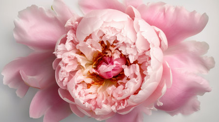 top view of a beautiful pink peony and loose petalsの素材
