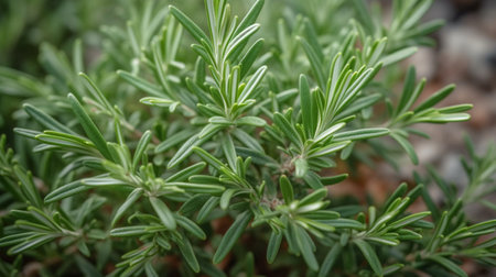 Rosemary plant in the gardenの素材