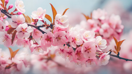 nature Spring border or blurred backgroundの素材