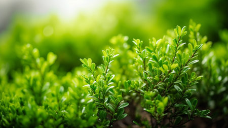 A fresh spring green garden foliage backgroundの素材