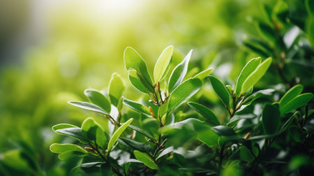 A fresh spring green garden foliage backgroundの素材
