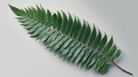single fresh fern leaf isolatedの素材