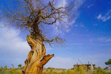 Populus euphratica forest in Wuerhe, Karamay, Xinjiang
