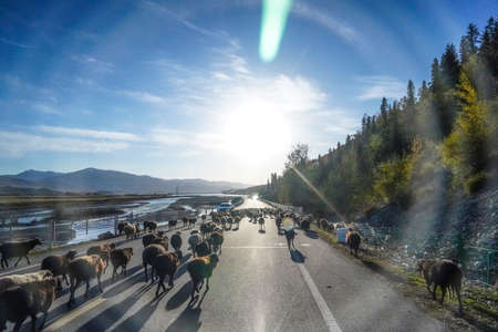 Xinjiang Yili Tangbula Grassland, also known as Baili Galleryの写真素材