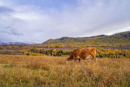 Xinjiang Altay Hemu Village Sunset Viewing Platformの写真素材