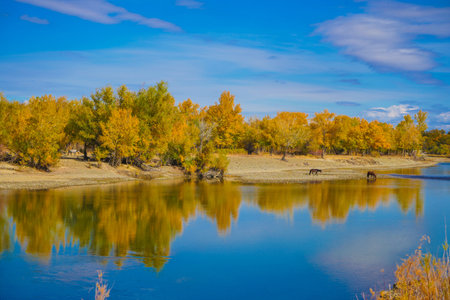 Populus euphratica forest seen on the way from Altay Hemu, Xinjiang to Keketuohaiの写真素材