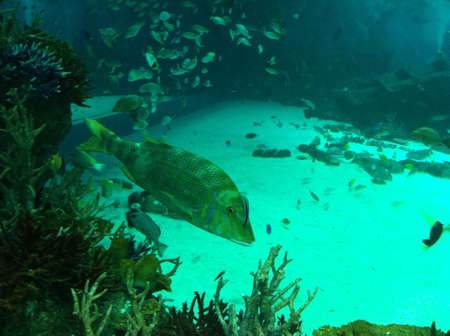 Sea Aquarium