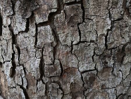 Bark tree texture close up photo with tree skin cracksの写真素材