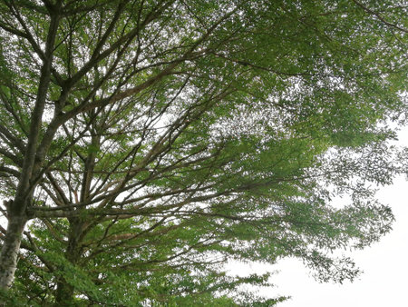Green leaf and branches, looking up from under a tree.の写真素材