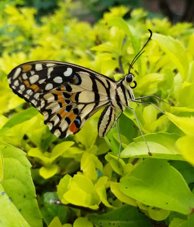 Golden Birdwing butterfly or swallowtail butterfly on bush