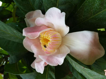 Gustavia or heaven lotus with honey bee