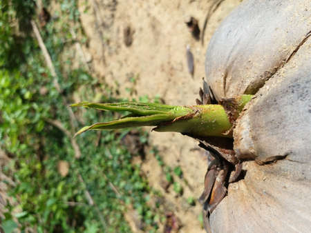 Sprout of coconut tree breaking seedの写真素材