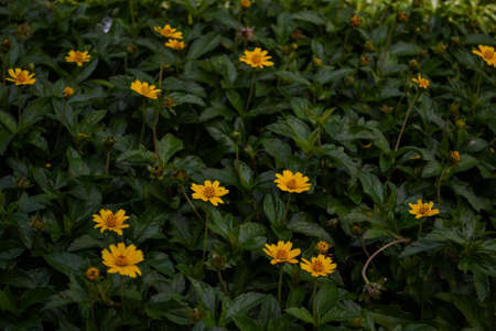 Butter daisy or little yellow star flower in bloom