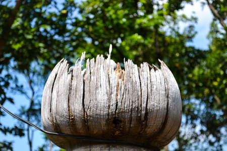 Old carved wooden post in a park