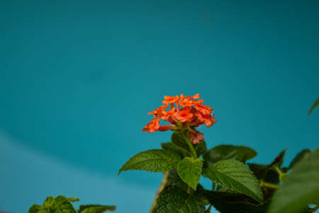 Red flower against blue water  backgroundの写真素材
