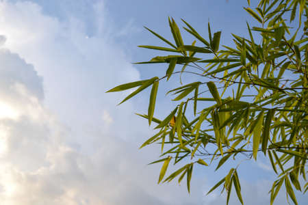 Bamboo leaves against cloudy blue sky backgroundの写真素材