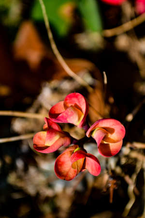 Crown of thorns or Christ Thorn flowers are blooming, above angle viewの写真素材