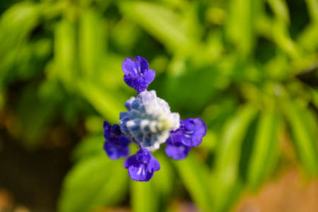 Blue Salvia flower, above angle viewの写真素材