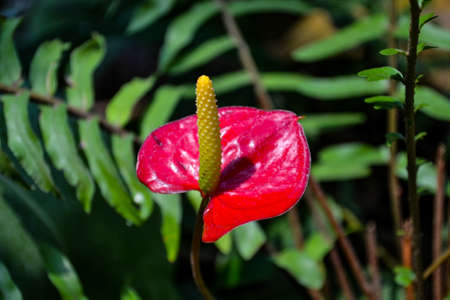 Flamingo flower in full bloomの写真素材