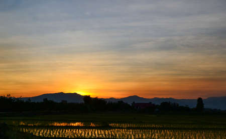 Landscape view of  rice field  in  sunset of the country, Thailandの写真素材