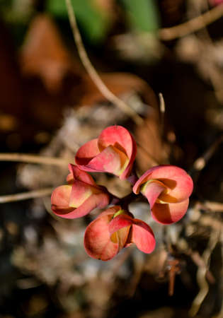 Crown of thorns flowers in full bloom, above angle view