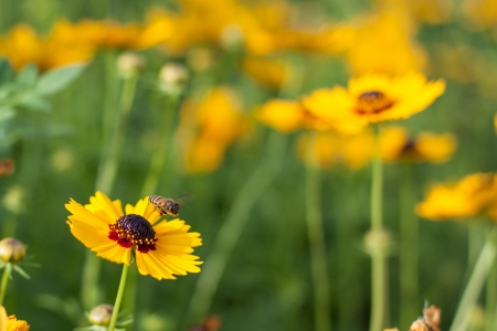 A bee is flying over the yellow flower