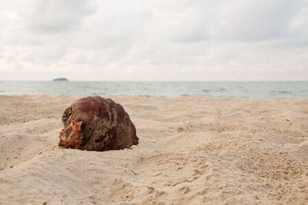 Coconut on the beach in a cloudy day