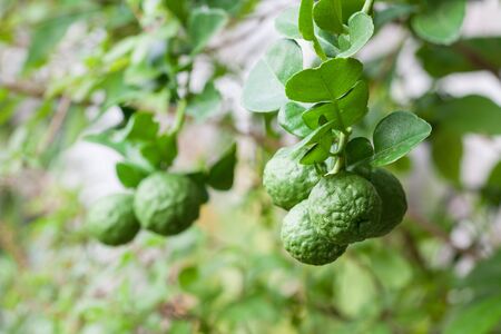 A bunch of kaffir lime on bergamot treeの写真素材
