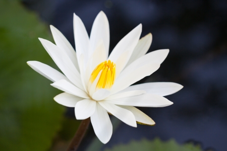 Beautiful white lotus (water lily flower) in pondの写真素材
