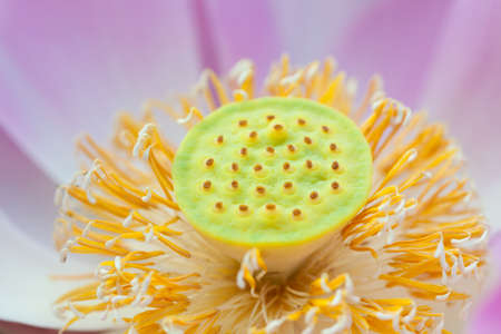 Close up of a pink water lily  lotus の写真素材