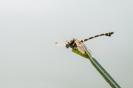 Black and yellow dragonfly in grey backgroundの写真素材