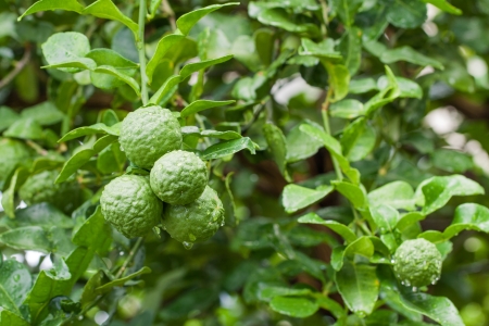 Bunch of Fresh Kaffir Lime  bergamot  with water dropの写真素材