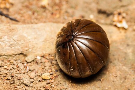 Pill millipede in ball shape on the groundの写真素材