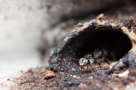 Little bee ready to out of home to workの写真素材