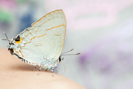 A Little white orange butterfly eating mineral from human skinの写真素材