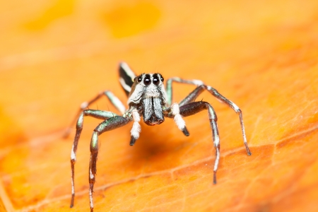 Male Cosmophasis umbratica jumping spider resting on orange leaf