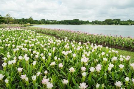White and Pink Siam Tulip  Patumma  flower garden along the lake in Suan Luang Rama 9 Public Park, Thailandの写真素材