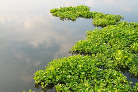 Water Hyacinth (Eichhornia crassipes) in pond