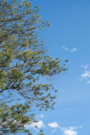 Part of Tree with Blue sky and clouds