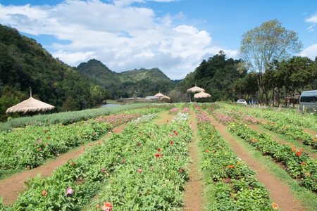 Flower Plot in Royal Agricultural Station Angkhang, Chiang Mai, Thailandのeditorial素材