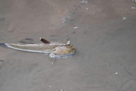 Mudskipper or Amphibious fish