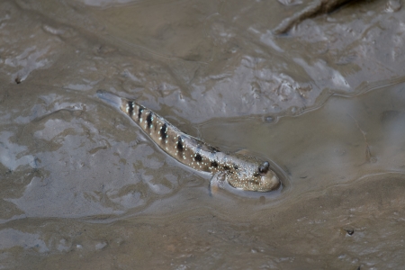 Mudskipper or Amphibious fish