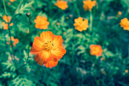 Orange Cosmos Flower in garden with Retro style