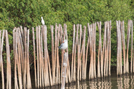White Seagull at QM. Bangpu Recreation Center, Thailandの写真素材