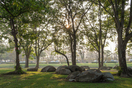Beautiful Morning View of Tree and Green lawn in public parkの写真素材