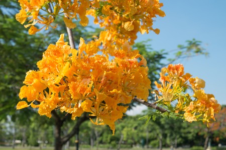 Royal Poinciana or Flamboyant or Peacock flowerの写真素材